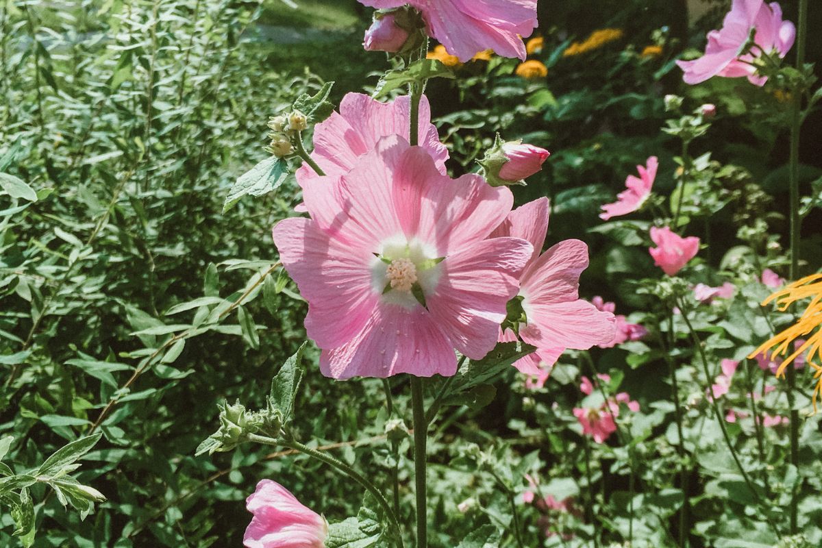 Kaasjeskruidfamilie (Malvaceae) – verzachtende en beschermende kruiden